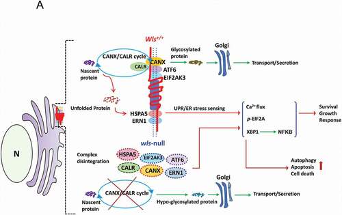 Figure 7. A schematic diagram illustrates a hypothetical model of WLS as an essential chaperone docking ER stress sensors and CANX-CALR complex and controlling ER homeostasis. According to our results, WLS integrates the CANX-CALR cycle, UPR sensors (ERN1, EIF2AK3, ATF6, HSPA5) and calcium regulators (not depicted in the scheme) via different interacting domains. Functionally, the WLS-associated complex controls glycoprotein quality, ER homeostasis and, at least in part, cellular survival, growth and response, whereas WLS deficiency releases UPR sensors and dissociates the CANX-CALR complex, resulting in global hypo-glycosylation and activation of UPR signaling, leading to autophagy, apoptosis and cell death