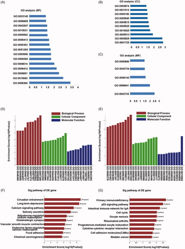 Figure 2. GO and KEGG analysis for circRNAs and mRNAs. (A) Biological process GO terms for host genes of circRNAs. (B) Cellular component GO terms for host genes of circRNAs. (C) Molecular function GO terms for host genes of circRNAs. (D) GO terms for up-regulated mRNAs. (E) GO terms for down-regulated mRNAs. (F) KEGG analysis of up-regulated mRNAs. (G) KEGG analysis of down-regulated mRNAs.