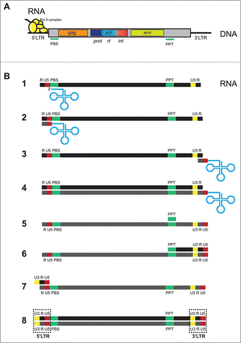 Figure 2. LTR retrotransposon structure and reverse transcription process. A. Structure of a model LTR retrotransposon depicting the two long terminal regions (5′ and 3′ LTR), the gag, pol [with its three different enzymatic functions: protease (prot), retrotransciptase (rt) and integrase (int)] and env genes, the primer binding site (PBS) and the poly-purine tracts (PPT). B. Model of LTR retrotransposon reverse transcription process: (1) for most LTR retrotransposons and retroviruses 18 nts of the 3′ extreme of a mature tRNA interact with the PBS region of the Pol II transcript from the genomic LTR retrotransposon. (2) This interaction primes the synthesis of the unique 5′ sequence (U5) and a repeat sequence (R). (3) This initial transcript pairs with the R region on the 3′ extreme of the LTR retrotransposon transcript and (4) primes the transcription of the whole element. (5) The original RNA template is then degraded leaving only a fragment in the PPT region that (6) primes the second strand synthesis, first of the 3′ extreme which then moves to the 5′ region (7) where it pairs with the R and U5 regions and primes the final synthesis of the whole element. The final process gives rise to a dsDNA with two LTR that contain both the U3, R and U5 regions (8). The integrase coded by the pol gene inserts this dsDNA fragment within the chromosomal DNA.