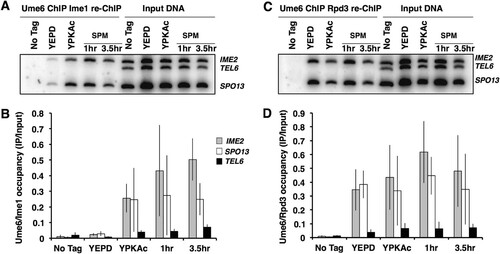 FIG 5 Ime1 and Rpd3 are bound to Ume6 during sporulation. (A) PCR analysis of Ume6-MYC immunoprecipitates that were reprecipitated with anti-HA antibodies to isolate Ime1-HA. Immunoprecipitate from a UME6-MYC IME1 strain (No tag) or UME6-MYC IME1-HA strain actively proliferating in medium supplemented with glucose (YEPD) or acetate (YPKAc) or induced to sporulate (SPM). (B) Quantitative analysis of the PCR products from Ume6-MYC Ime1-HA immunoprecipitates. (C) PCR analysis of Ume6-MYC immunoprecipitates that were reprecipitated with anti-HA antibodies to isolate Rpd3-HA. Immunoprecipitate from a UME6-MYC RPD3 strain (No tag) or UME6-MYC RPD3-HA strain actively proliferating in medium supplemented with glucose (YEPD) or acetate (YPKAc) or induced to sporulate (SPM). (D) Quantitative analysis of the PCR products from Ume6-MYC Rpd3-HA immunoprecipitates. Data presented are mean IP/input ratios from three repetitions; error bars reflect standard deviations.