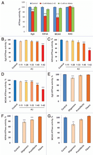 Figure 3 Oligomeric “full-length” Aβ 1–42 directly inhibits motor proteins Eg5, KIF4A and MCAK in vitro. MT-dependent ATP ase activity of human recombinant motor domains of Eg5, KIF4A and MCAK were inhibited after incubation in vitro in the presence of Aβ 1–42 or scrambled Aβ (A). Human recombinant motor domains of Eg5 (B), KIF4A (C) and MCAK (D) were pre-incubated with “full-length” 1–42 and truncated versions of Aβ and subjected to the MT-dependent ATP ase assay to assess their activities, revealing that full length Aβ is the most effective motor inhibitor. All of the experiments reported thus far used a preparation of Aβ that contained a mixture of its monomeric and oligomeric species. To determine whether more polymerized species possess different inhibiting effects on mitotic motor kinesins, freshly-prepared (oligomers), incubated overnight at 4°C (protofibrils) or 37°C (fibers) Aβ 1–42 species were prepared as described. Human recombinant motor domains of Eg5 (E), KIF4A (F) and MCAK (G) were pre-incubated with prepared Aβ 1–42 species and subjected to the in vitro MT-dependent ATP ase activity assay.