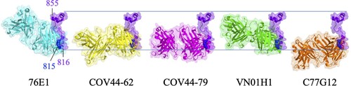 Figure 5. Superimposition of S2’/FP-specific antibodies upon binding with their epitopes. The Fabs of 76E1 (cyan, PDB: 7X9E), COV44-62 (yellow, PDB: 8D36), COV44-79 (magenta, PDB: 8DAO), VN01H1 (green, PDB: 7SKZ), and C77G12 (orange, PDB: 7U0A) are superimposed with the FP (bright purple) of SARS-CoV-2 S protein. N’ and C’ stand for the N- and C-termini of FP.
