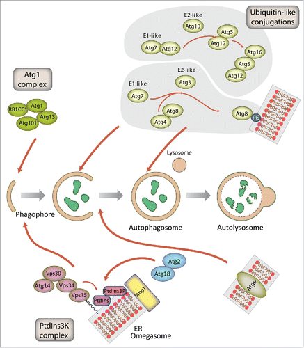 Figure 2. Schematic representation of autophagosome formation and the proteins involved in D. discoideum. The autophagic proteins were identified by sequence homology with those described in yeast and mammalian cells. The predicted complexes have been organized using the information available from the yeast S. cerevisiae, mammalian cells and D. discoideum. The inductive stage depends on the serine/threonine Atg1 kinase complex and the class III PtdIns3K complex. The latter complex generates the signaling lipid PtdIns3P, which is essential for the recruitment of Atg18 and Atg2. The elongation of the phagophore membrane requires 2 ubiquitin-like (Ubl) conjugation systems (upper right). In the first conjugation reaction Atg12 is covalently bound to Atg5. Atg12–Atg5 interacts with Atg16 and localizes to the phagophore membrane, from which it regulates the second conjugation reaction that attaches the protein Atg8 (known as LC3 in mammals) to phosphatidylethanolamine (PE) of the expanding phagophore membrane. Atg8 initially localizes to both sides of the phagophore and remains inside the completed autophagosome until fusion with the lysosome occurs; Atg8 on the cytosolic side of the autophagosome is cleaved from PE by Atg4 and recycled, whereas Atg8–PE of the lumenal leaflet of the bilayer is degraded. Atg9-containing vesicles supply membrane for phagophore expansion. Recent advances have clarified the composition of the Atg1 complex and the role of Vmp1 as a key protein in the origin of the autophagosomes from the ER.