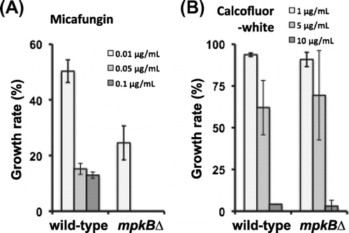 Fig. 2. Sensitivities of the wild-type and mpkB∆ strains to micafungin and CFW.Notes: (A) Growth rate after 5 d on CD medium containing micafungin was calculated relative to that of each strain on inhibitor-free CD medium. (B) Growth rate after 5 d on CD medium containing CFW was calculated relative to that of each strain on CFW-free CD medium. Error bars represent the standard error of the mean (n = 3).