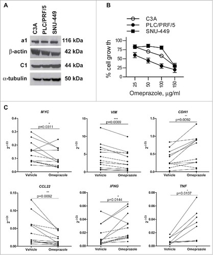 Figure 6. Effects of omeprazole on HCC cell line viability and on the tumor microenvironment of HCC tissue explants. (A) The protein expression of a1, C1, β-actin and α-tubulin was assessed by western blotting in cell lysates of the C3A, PLC/PRF/5 and SNU-449 cell lines. (B) The HCC cell lines were treated with different doses of omeprazole, and cell viability was evaluated using the MTT assay. The data on the y-axes report the percentage of viable cells of the untreated control and represent the mean of six replicate reactions from 3 independent experiments. The calculated IC50 values for omeprazole are 100.9, 39.4, and 128.4 μg/ml for C3A, PLC/PRF/5 and SNU-449 respectively. (C) Expression levels of the indicated genes in HCC tissue explants (MYC, VIM, CDH1, CCL22, IFNG N = 12; TNF, N = 8) cultured ex vivo in the presence of 100 μg/ml omeprazole or the vehicle of the drug for 24 h. The gene expression data are reported as 2−ΔCt values. The p-values are calculated by the paired t test comparing cells treated with omeprazole or the vehicle.