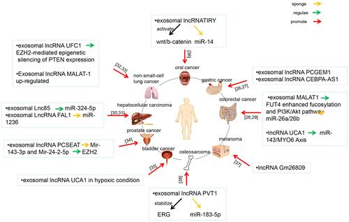 Figure 3 Network illustrating exosomal lncRNAs regulate cancer invasion and metastasis. This figure summarizes the literatures related to exosomal lncRNAs regulate cancers invasion and metastasis published in recent years, and shows the constructed network diagram of the relationships between exosomal lncRNAs and cancers invasion and metastasis. These cancers include oral cancer, gastric cancer, colorectal cancer, melanoma, osteosarcoma, bladder cancer, prostate cancer, hepatocellular cancer and non-small-cell lung cancer.