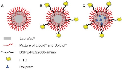 Figure 1 (A) Lipidic nanocapsule; (B) lipidic nanocapsule labeled with FITC, and (C) lipidic nanocapsule with rolipram encapsulation and FITC label.Abbreviations: DSPE-PEG2000-amino, 1,2-distearoyl-sn-glycero-3-phosphoethanolamine-N-[amino(PEG)2000]; FITC, fluorescein isothiocyanate.