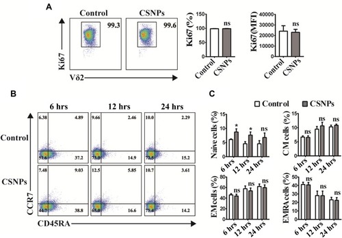 Figure 5 CSNPs had no impact on proliferation and differentiation of Vγ9Vδ2 T cells. Vγ9Vδ2 T cells were treated with 50 μg/mL CSNPs. (A) Percentage (%) and mean fluorescence intensity (MFI) of Ki67 (cell proliferation marker) expression of Vγ9Vδ2 T cells after CSNPs treatment. (B) Cell differentiation phenotype of Vγ9Vδ2 T cells after CSNPs treatment. Four cell subsets could be analyzed by gating CD45RA and CCR7 expression: γδ Tnaïve (CD45RA+, CCR7+), γδ TCM (CD45RA-, CCR7+), γδ TEM (CD45RA-, CCR7-), γδ TEMRA (CD45RA+, CCR7-). (C) Statistical analysis of cell differentiation phenotype, showing that CSNPs only enhanced the percentage (%) of naïve Vγ9Vδ2 T cells. Data were collected from at least three independent repetitions. *p<0.05, n=3.Abbreviation: ns, no significant difference.