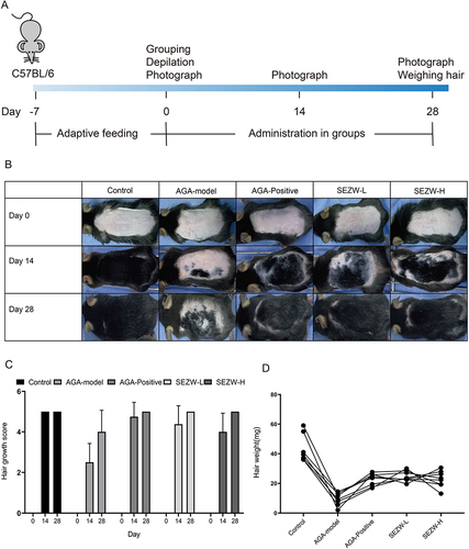 Figure 1 Pharmacodynamic study of SEZW in AGA-model mice. (A) A Schematic diagram of the pharmacodynamic experiment. (B) Dorsal photographs of mice in Control, AGA-model, AGA-Positive, SEZW-L, and SEZW-H groups at day 0, 14, and 28. (C) Changes in hair regrowth scores of the Control, AGA-model, AGA-Positive, SEZW-L, and SEZW-H groups at day 0, 14, and 28, represented as the mean. (D) Regrowth hair weight from the dorsal section of the mice in each of the five groups at day 28, represented as the mean.