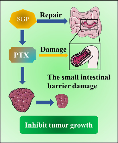 Figure 3 A combined therapeutic effect of SGP and PTX. The combination of PTX and SGP can restore the small intestinal barrier damage caused by PTX treatment alone, which helps to inhibit tumor metabolism and ultimately inhibit tumor growth.