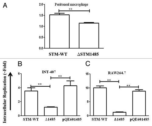 Figure 5. Intracellular survival assay of ΔSTM1485 in mouse macrophage cells (A) and complementation studies in INT-407 (B) and RAW264.7 (C). Cells were infected with WT or ΔSTM1485 or ΔSTM1485pQE601485 strains were lysed at 2 and 16 h post infection. Bacterial load was shown as fold increase in CFU from 2 h to 16 h. Graphs are representative of two independent experiments with similar results. Statistical significance was defined as follows (**p < 0.005) (Student's t-test).