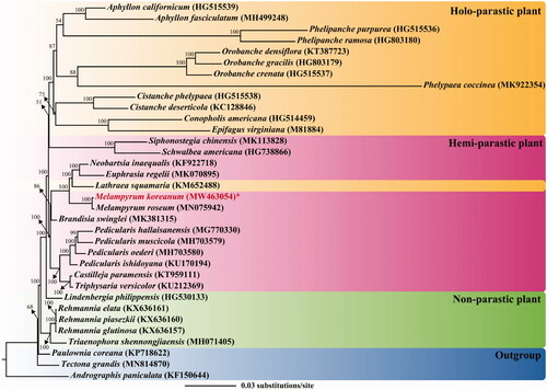 Figure 1. A maximum likelihood (ML) tree of Orobanchaceae, based on 20 coding genes of chloroplast genomes. The parasitic type of a species is represented by color rectangle: yellow, holo-parasitic plant; pink, hemiparasitic plant; green, non-parasitic plant. The number after the scientific name represents the GenBank accession of the species. The bootstrap value is shown on the node. The scale bar on the bottom indicates substitution per site. The newly sequenced individual is marked in red.