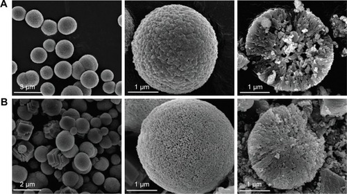 Figure 5 SEM scanning analysis.Notes: (A) SEM micrographs of control CaCO3 microparticles depicting spherical morphology and a highly porous interior. (B) OVA-KFE8 nanofiber-loaded composite microparticles with a denser surface and core. Adapted from Snook JD, Chesson CB, Peniche AG, et al. Peptide nanofiber-CaCOCitation3 composite microparticles as adjuvant-free oral vaccine delivery vehicles. J Mater Chem B. 2016;4:1640–1649,Citation93 http://pubs.rsc.org/en/content/articlelanding/2016/tb/c5tb01623a#!divAbstract, with permission of the Royal Society of Chemistry.Abbreviation: OVA-KFE8, chicken egg ovalbumin peptide linked to self-assembling peptide KFE8 (Ac-FKFEFKFE-Am).