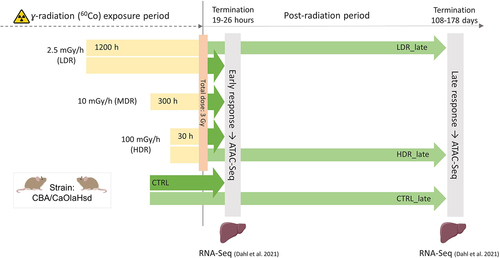 Figure 1. Experimental design ATAC-Sequencing was utilised to investigate radiation-induced effects on liver chromatin accessibility at two post-radiation timepoints: early (19–26 hours) and late (108–178 d). Gamma radiation was administered using three dose rates (low (LDR), mid (MDR) and high HDR)) to a total dose of 3 Gy. Liver samples were collected for ATAC-Seq (current study) and transcriptional response both early and late (RNA-Seq) [Citation36]. .