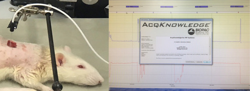 Figure 1 Microhemocirculation analysis of the edges of a wound in a rat under general anesthesia.