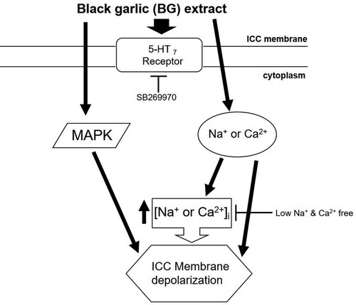 Figure 8. Schematic representation of the signaling pathway of BG extract-induced ICC depolarization. BG extract-induced depolarization may be mediated by 5-HT7 receptors, MAPK, and Na+ or Ca2+-dependent pathways. BG: Black garlic. ICC: Interstitial cells of Cajal.