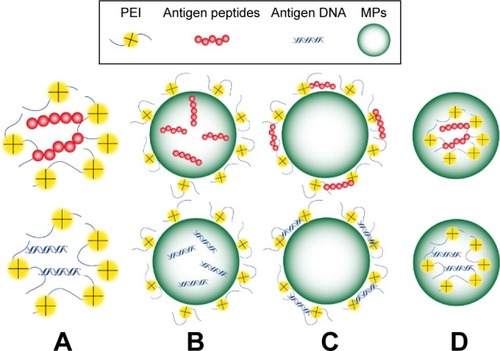 Figure 2 Schematic illustration of PEI-based NPs/MPs. (A) Electrostatic nanosized complexes of cationic PEI and anionic peptides or DNA. (B) PEI-coated MPs encapsulated with peptides or DNA. (C) PEI-coated MPs peptides or DNA adsorbed on the surface by static electricity. (D) PEI MPs encapsulated with DNA or peptides.Abbreviations: PEI, polyethylenimine; NPs, nanoparticles; MPs, microparticles.