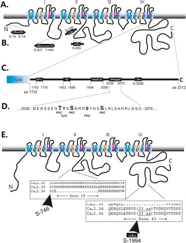 Figure 1. Location of predicted phosphorylation sites within human Cav2.3d. (a). Cartoon of the deduced transmembrane organization of the human Cav2.3d subunit. (b). Predicted phosphorylation sites within the amino terminus, the I-II loop and the II-III loop. (c). and (d). Predicted phosphorylation sites within the carboxy terminus including a cluster of putative phosphorylation sites for PKC, PKA and tyrosine kinase downstream of important functional domains (EF-like and IQ site as well as the inserted exon 45 of the splice variant d of Cav2.3). (E). A detailed view of the alternate exons 19 and 45, which are identified in different Cav2.3 splice variants (for details see 53) is shown. Note within exon 45 one additional PKC site, which was predicted.