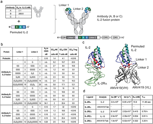 Figure 1. Design of anti-IL-2 antibody-IL-2 fusion proteins with IL-2 circular permutation, to target IL-2 Rβγ. (a) schematic representation of the strategy used to fuse antibodies A, B or C (shown with respective affinities to IL-2 measured by BLI) to IL-2. The antibody-cytokine fusion protein is represented as a drawing or linear construct from N-terminus to C-terminus. (b) IL-2 (aldesleukin) and IL-2 fusion proteins to antibody A, B and C with different linker lengths (G: glycine, S: serine) characterized for their binding affinity to IL-2 Rα, measured by SPR and EC50 values for STAT5 phosphorylation on NK cells, CD8+ T cells and Treg cells. (c) left: crystal structure of IL-2 (blue) in complex with IL-2 Rα (green). Residues of IL-2 in contact with the IL-2 Rα receptor are highlighted in red (PDB code 2B5I). Right: crystal structure of ANV419 (PDB code 8RY2) with parts of ANV419 VH (dark gray), ANV419 VL (light gray), linkers (black) and permuted IL-2 (blue). IL-2 residues in contact with the CDRs of antibody a are highlighted in red. (d) binding kinetics data of ANV419-fab, recombinant IL-2 or recombinant IL-15 fragment to IL-2 Rα and IL-2 Rβγ complex; association (ka) and dissociation (kd) rate constants; affinity constant (KD); half-life of complex T1/2 (= ln2/kd). BLI, Bio-layer interferometry; CDR, complementarity-determining region; EC50, half-maximal effective concentration; IL-2CP, circularly permuted IL-2; VL, variable domain of the antibody light chain; VH, variable domain of the antibody heavy chain.