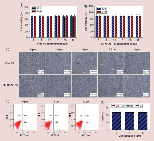Figure 4. Analysis of cell viability and apoptosis by CCK-8 assay and Annexin V/PI staining. (A) CCK-8 assay of ARPE-19 cells treated with FS and (B) PEI–NHAc–FS nanoparticles at different FS concentrations for 12 and 24 h. (C) Morphological images of ARPE-19 cells treated with 0, 2.5, 5, 7.5, 10 μM FS and PEI–NHAc–FS nanoparticles for 24 h. (Scale bar: 200 μm). (D) Cell apoptosis was detected by Annexin V/PI staining. (E) Statistical analysis of cells rate (%).FITC: Fluorescein isothiocyanate; FS: Fluorescein sodium; PEI: Polyethyleneimine; PI: Propidium Iodide.