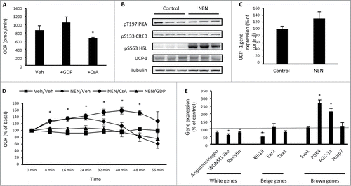 Figure 3. 3T3-L1 adipocytes increase oxygen consumption and the expression of brown adipocyte genes in response to norepinephrine. (A) Basal cellular oxygen consumption rate (OCR) in 3T3-L1 adipocytes treated with 100 μM GDP (UCP1 inhibitor) or 5 μM CsA (inhibitor of mitochondrial transition pore opening) for 24 hrs. (B) Phosphorylation of PKA T197, CREB S133, HSL S563 and total UCP-1 and tubulin in 3T3-L1 adipocytes exposed to vehicle (H2O) or norepinephrine (1 μM) for 20 min. (C) UCP1 gene expression in 3T3-L1 adipocytes following exposure to vehicle (H2O) or norepinephrine (1 μM) for 60 min. (D) OCR immediately following acute exposure to vehicle (H2O) or norepinephrine (1 μM) in 3T3-L1 adipocytes that had been previously treated with vehicle (0.1% DMSO), 100μM GDP or 5 μM CsA for 24 hrs. (E) Expression of genes that discriminate white, beige and brown adipocytes in 3T3-L1 adipocytes treated with norepinephrine (1 μM) for 60 min relative to control (vehicle) treated cells. Data are represented as mean ± SEM, n = 3 −6 biological replicates per group. * Denotes significantly different from vehicle treated cells.