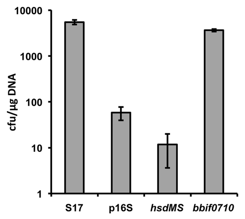 Figure 3. Transformation efficiencies of B. bifidum S17 with pMDY23 isolated either from B. bifidum S17 (S17) or E. coli ET12567 harbouring a chromosomal copy of p16S (empty vector; p16S), p16S_hsdMS (vector for expression of the Type I methylase; hsdMS) or p16S_bbif0710 (vector for expression of the Type II MTase; bbif0710). Transformation efficiencies are expressed as cfu/µg plasmid DNA. Values are the mean transformation efficiencies of two independent cultures of competent cells prepared on the same day and similar results were obtained with at least further four cultures.
