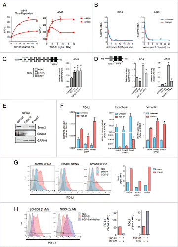 Figure 2. TGF-β1 activates PD-L1 gene transcription via Smad2. (A) PD-L1 mRNA and protein levels from A549 cells treated with indicated doses of TGF-β1 for the indicated time points. Values were normalized to the level at the 0 h time point (left) or the 0 ng/mL dose (right). (B) CD274 mRNA expression in PC-9 and A549 cells pre-treated −/+ TGF-β1 (5 ng/mL) for 24 h followed by actinomycin D (10 μg/mL) for the indicated time points. (C) Diagram of the CD274 gene promoter region; bar graph, CD274 promoter luciferase assay of A549 cells treated −/+ TGF-β1 (5 ng/mL) −/+ IFN-γ (20 ng/mL) for 48 h. *, p < 0.05. (D) Diagram of the short CD274 gene promoter region; bar graphs, CD274 promoter luciferase assay of PC-9 and A549 cells treated −/+ TGF-β1 (2 ng/mL) for 48 hr −/+ IFN-γ (20 ng/mL) for the final 24 h. *, p < 0.05. (E) Immunoblot analysis of Smad2 and Smad3 levels in A549 cells transfected with the indicated siRNAs for 96 h. (F) qRT-PCR analysis of mRNAs encoding for PD-L1, E-cadherin and vimentin in A549 cells transfected with the indicated siRNAs for 72 h −/+ TGF-β1 (2 ng/mL) for the final 48 h. *, p < 0.05 for a comparison of Smad2/3 siRNA to control siRNA for the TGF-β1 treatment groups. (G) Flow cytometry analysis of PD-L1 expression in A549 cells transfected with the indicated siRNAs for 96 h and treated −/+ TGF-β1 (2 ng/mL) for the final 72 h. (H) Flow cytometry analysis of PD-L1 expression in A549 cells treated with TGF-β1 (2 ng/mL) −/+ the indicated inhibitor for 72 h. Graphs depict quantified values of PD-L1 expression (% PD-L1 positive x MFI) for each sample.
