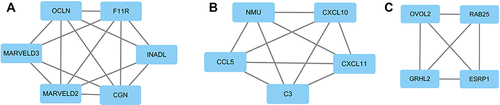 Figure 7 The top three modules of downregulated DEGs. (A) Members of module 1 are mainly involved in tight junction. (B) Members of module 2 are mainly involved in immune response. (C) Members of module 3 are mainly involved in TFs in EMT.