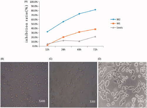 Figure 5. (A) The growth inhibition of MIC-NPs on three kinds of cells. (B) The morphology of M2 after incubation with MIC-NPs for 24 h. (C) The morphology of M1 after incubation with MIC-NPs for 24 h. (D) The morphology of Lewis cells after incubation with MIC-NPs for 24 h. MIC-NPs, nanoparticles of imidazole and mannose modified carboxymethyl chitosan.