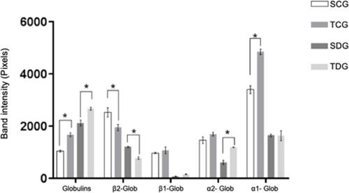 Figure 3 Means (M), standard deviation (SD), and significance of serum protein fractions in polyacrylamide gel electrophoresis (SDS-PAGE) of rats submitted to physical activity. * Significant statistical differences with two-way ANOVA (P<0.05).