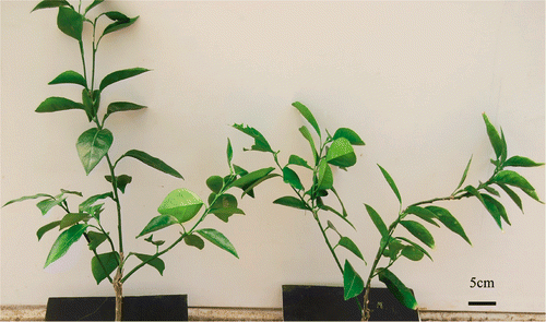 Figure 2. Performance of “Newhall” navel orange plants grafted on trifoliate orange and citrange at the treatment B50 (excessive boron) after 117 days. Left: citrange, right: trifoliate orange.