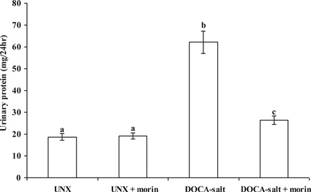 Figure 5. Effect of morin on the levels of urinary protein in UNX and DOCA-salt hypertensive rats. Values are expressed as means ± SD for six rats in each group. Values not sharing a common superscript differ significantly at P < 0.05 (DMRT).