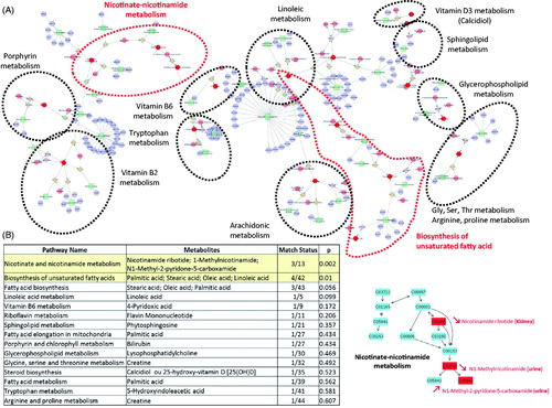 Figure 1. (A) Network of the most discriminant metabolites observed (Cytoscape, Metscape App). Other unreported metabolites are colored pink, biochemical reactions light brown, enzymes in green, and genes in purple. (B) The nicotinate-nicotinamide metabolism was ranked by MetaboAnalyst as the metabolism most strongly affected, with a total of 3/13 affected metabolites (2 revealed in urine and 1 in kidney). Discriminative metabolites are highlighted in red.