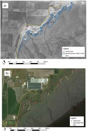 Figure 5. Marsh expansion from 1930 to 2018. (a) Air photo from 1930 was georeferenced and superimposed onto 2018 base map allowing for marsh area comparison. Base map source: NRCan, National Earth Observation data. (b) Map of the western portion of Boundary Bay salt marsh in 2018 in relation to the leading edge of the marsh in 1930. Base map source: Google Earth 2018