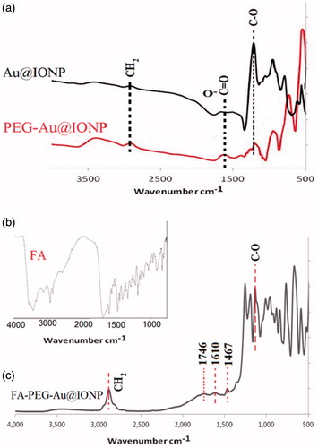 Figure 5. FTIR spectra of Au@IONPs, PEG–Au@IONPs, folic acid, and FA–PEG–Au@IONPs.