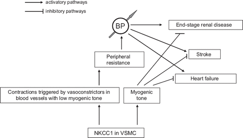 Figure 1. Mechanisms of NKCC1 involvement in vascular smooth muscle cell (VSMC)-mediated blood pressure (BP) regulation and target organ damage: a working hypothesis.
