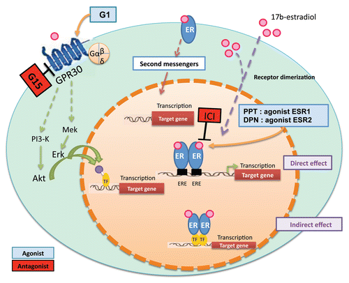 Figure 1 A schematic illustrating estrogen targeting in a testicular cell via genomic and non-genomic pathways involving estrogen receptors (ERs) and GRP30, respectively. G1, agonist of GPR30; G15, antagonist of GPR30; PPT, agonist of ESR1; DPN, antagonist of ESR2; TF, transcription factors; ER, estrogen receptors; ICI, selective estrogen inhibitor (ICI 182780).
