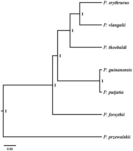 Figure 1. Bayesian phylogenetic inference among Phrynocephalus viviparity. The numbers near the nodes corresponded to the posterior probabilities.