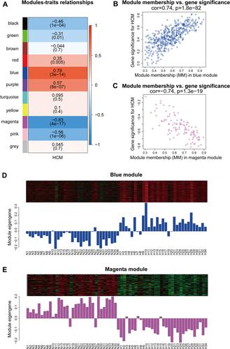 Figure 4 Identification of key modules. (A) Module-trait relationships in the constructed network. (B and C) MM versus GS plot of the key modules. (D and E) Gene expression profiles of the key modules.