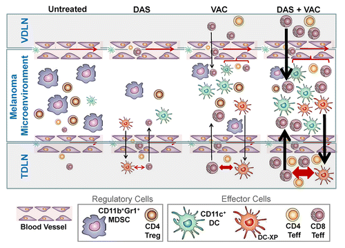 Figure 5. Proposed mechanism for the superior antitumor action of combined DAS + VAC immunotherapy. We propose that DAS monotherapy exerts an antagonistic effect on tumor-associated myeloid-derived suppressor cells (MDSCs) and regulatory T cells (Tregs) manifesting in reduced numbers of such regulatory cells in the melanoma microenvironment. This may be the result of reduced recruitment of MDSCs or Tregs due to reduced levels of relevant recruiting chemokines such as CXCL12, or due to dasitinib (DAS)-mediated inhibition of MDSC or Treg expansion and differentiation within the tumor microenvironment. Removal of such suppression may allow for improved recruitment and function of CD11c+ dendritic cells (DCs) and the effector T (Teff) cells that are cross-primed (by DC-XP) in the tumor-draining lymph node (TDLN). Vaccination (VAC) monotherapy drives anti-OVA CD8+ T cell responses in the vaccine-site draining lymph node (VDLN) and the subsequent trafficking of such effector cells into the tumor area results in locoregional production of IFNγ that stimulates production of CXCR3+ chemokines (such as CXCL9–11) allowing for the corollary recruitment of additional Type-1 CXCR3+ tumor-infiltrating lymphocytes (TILs), a portion of which are the result of cross-priming events in the TDLN. Treatment with DAS + VAC provides an optimal combination therapy that stimulates Type-1 immunity (both T cell and DC) and mitigates immunosuppression associated with MDSCs and Tregs. Re-iterated cycles of IL-12hiIL-10lowCD11c+ DC cross-priming of CD8+ T cells in TDLN results in the rapid broadening of the antitumor T cell repertoire, allowing for effective immune-mediated control of both melanoma cells and tumor-associated stromal cell populations, such as EphA2+ vascular endothelial cells, and superior therapeutic efficacy. Note: Larger symbol sizes and bolder lines infer greater numbers or strength of responses.