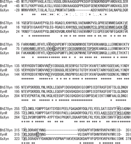 Figure 1. Amino acid sequences of xylanases.Notes: The ClustalW program was used for multiple sequence alignment of the amino acid sequences of xylanases from Bacillus halodurans S7 (BhS7Xyn, Gene bank accession no. AY687345.1), Bacillus sp. strain TAR-1 (XynR) (JF912896.1), and Geobacillus stearothermophilus (GsXyn) (AAC98140). The asterisk indicates the amino acid residues conserved in BhS7Xyn, XynR, and XynGR40. Two catalytic Glu residues and three Trp residues conserved are boxed with a broken line. The target amino acid sequences of the site saturation mutagenesis library of XynR, Tyr43–Lys115 and Ala300–Asn325, are underlined. Val73, Ser92, and Glu323 of XynR are boxed.