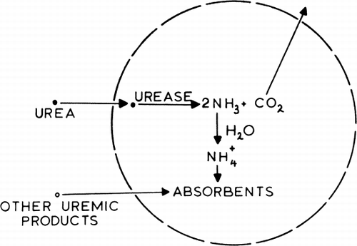 Figure 75. Schematic representation of an artificial cell containing urease and absorbents. (From Chang, 1969. Courtesy of Science Tools, Sweden.)
