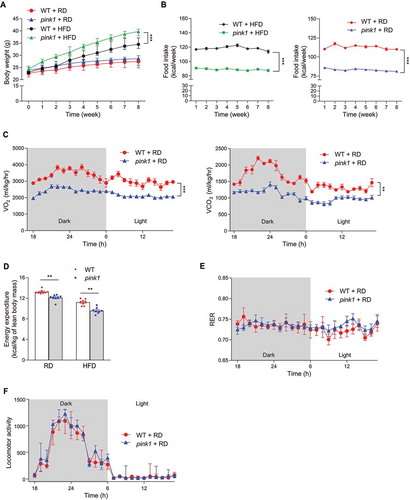 Figure 1. Decreased energy expenditure in pink1 KO mice. (A) Body weight of pink1 KO (pink1) mice and WT littermates fed RD or HFD (n = 13). (B) Average daily food intake per mouse (n = 13). (C-F) Decreased EE in pink1 KO mice. (C) O2 consumption and CO2 production (n = 8). (D) EE was calculated as (3.815 + 1.232 × RER) × VO2/lean mass (n = 8). (E) RER and (F) locomotor activity (n = 8). Data are presented as mean ± SEM. Student’s two-tailed unpaired t-test (D) or one-way repeated-measures ANOVA (A-C, E and F); **p < 0.01, ***p < 0.001