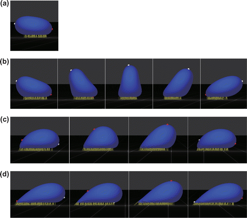 Figure 2. Snapshots of the behaviors of a Pf-IRBC with slip bonds: (a) firm adhesion at γ˙=10s-1, (b) tumbling at γ˙=50s-1, (c) tank-treading at γ˙=400s-1, and (d) tank-treading at γ˙=1600s-1. White and red markers represent material points on the major axis of the resting shape. χβ=10-1 nm and koff0=100s-1.