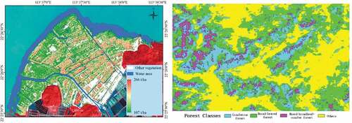 Figure 5. Distribution of mangrove biomass (Zhu et al. Citation2020) and forest classification results using GF-3 (Zhou et al. Citation2018).