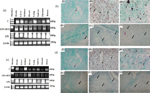 Figure 3. Modulatory effect of OEO on the expression of both Daam2 and Tbx2 gens. (a) RT-PCR expression profile of Daam2 gene in different organs at 18th day incubated chick. (b) Expression rate status in spleen (i group I (control), ii Group II (LPS) and iii Group III (OEO)) and bursa (iv group I, v Group II and vi Group III). (C) RT-PCR expression profile of Tbx2 gene in different organs at 15th day post-hatcing chick. (d) Expression rate status in spleen (i group I, ii Group II and iii Group III) and bursa (iv group I, v Group II and vi Group III). Arrows showed the expressed mRNA in both tissue in different treatments.