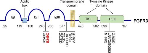 Figure 4 Structure of FGFR3 and the receptors’ known mutations with their relative locations. FGFR3 consists of three extracellular immunoglobulin like domains (IgI, IgII and IgIII), followed by a transmembrane domain and two tyrosine kinase domains, TK I and TK II. The somatic mutations reported in cancer patients and their relative location on the protein were labeled at the bottom of the picture.