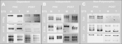 Figure 2.  Pre-stain versus post-stain single strand conformational polymorphism (SSCP). Negative fluorescent images are shown for two strains of Tribolium castaneum (M, mas p au; T, Tiw-1), two staining methods (SYBR Gold pre-stain, ethidium bromide post-stain), and nine molecular markers. Markers are grouped as: (A) stain-dependent polymorphisms (H09g, H115, M2s); (B) stain-independent polymorphisms (A011, B16s, F2s); and (C) nonpolymorphic (Tsh, J1s, and CHSA). Polyacrylamide gel electrophorsis conditions were same as Figure 1 and run for 90 min. Pre- and post-stained samples were run on the same gel and physically separated for postelectrophoretic treatment. STS, sequence-tagged site.