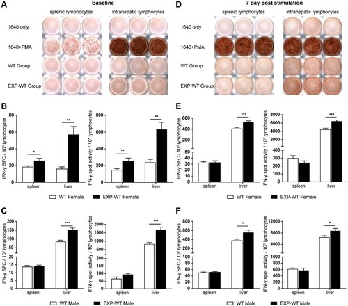 Figure 4. The IFN-γ-producing abilities of HBs-specific CD8+ T cells in EXP-WT mice were significantly increased than those in WT group. (A) Representative images of IFN-γ spots determined by ELISPOT in HBs-specific CTLs of 4-week-old mice. Wells added RPMI1640 without FBS were used as negative control and wells with PMA were used as positive control. (B) and (C) Comparation of the numbers (left) and intensities (right) of IFN-γ spots produced by HBs-specific CTLs between 4-week-old EXP-WT mice and WT mice. (B), female mice. (C), male mice. (D) Representative images of IFN-γ Spots in HBs-specific CTLs determined by ELISPOT assay in HBs-specific CTLs at 7 days after stimulation (n = 8). (E) and (F) Comparation of the numbers (left) and intensities (right) of IFN-γ spots produced by HBs-specific CTLs after stimulation between 4-week-old EXP-WT mice and WT mice. (E), female mice. (F), male mice. *P < .05; **P < .01; ***P < .001.