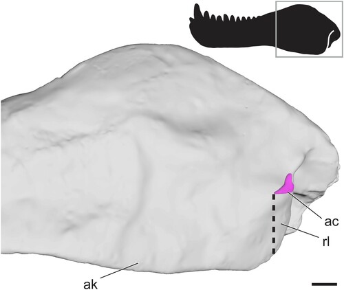 FIGURE 3. Surface scan of the angular region in the sphenacodontid Dimetrodon limbatus (FMNH UC 1001) in left lateral view. Angular cleft overlain onto model. Thick dotted line indicates anterior edge of the ventrally hanging reflected lamina. Box on silhouette illustrates location of images. Abbreviations: ac, angular cleft; ak, angular keel; rl, reflected lamina. Scale bar equals 1 cm.